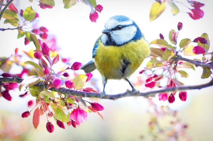 spring-bird-2295434_1920